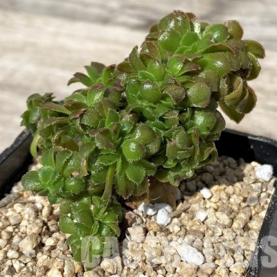 SH30414 Aeonium f. cristata