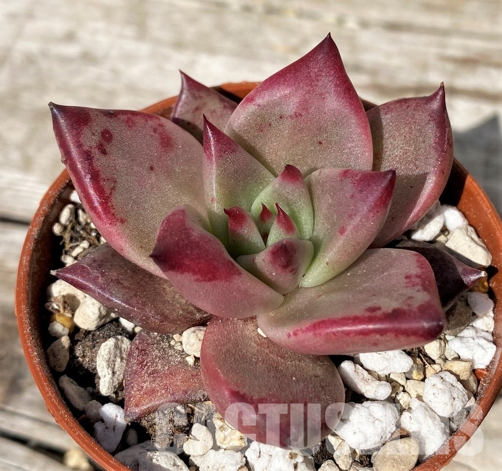 SH30460 Echeveria 'Taurus' - Image 2