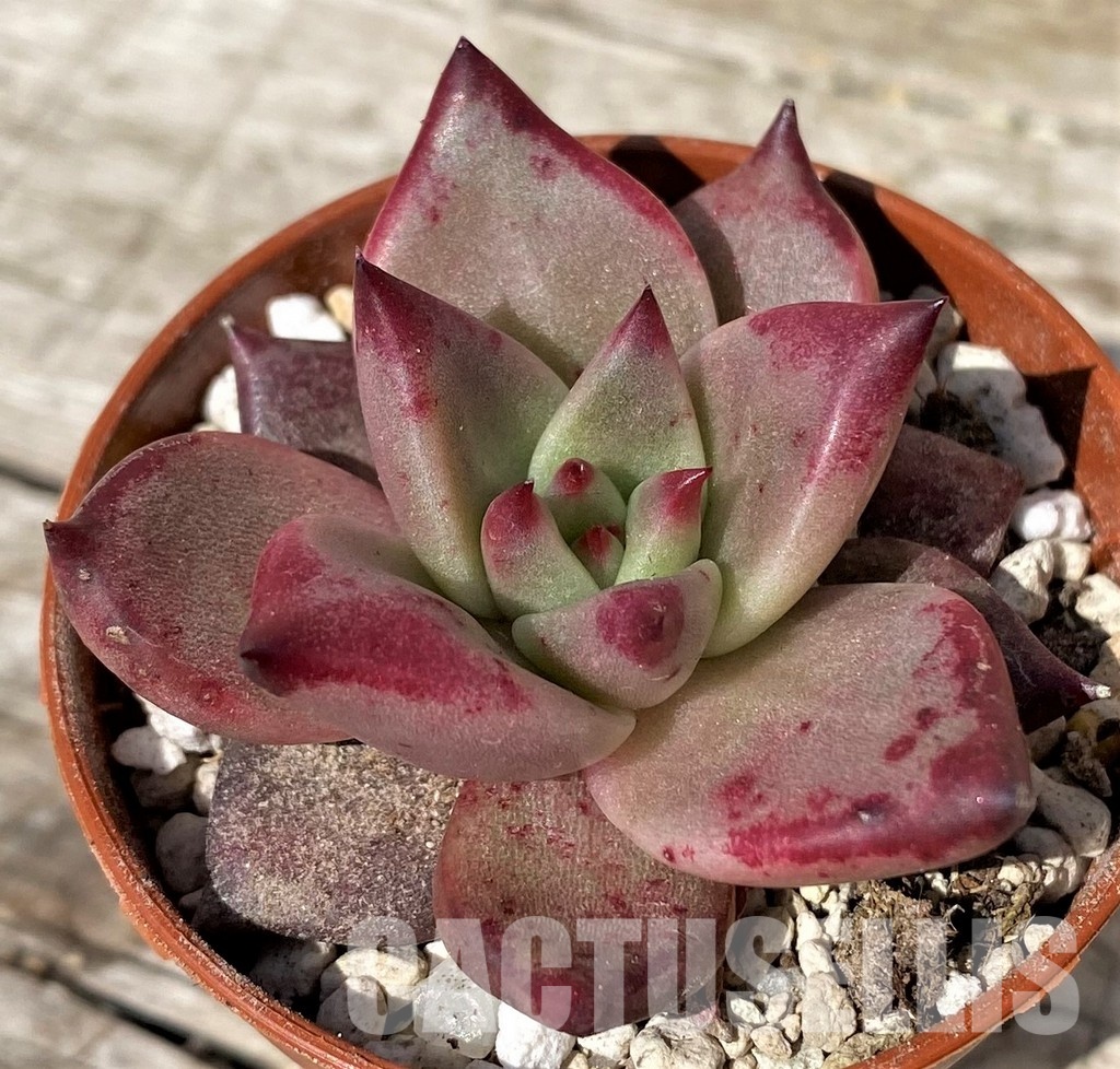 SH30460 Echeveria 'Taurus'