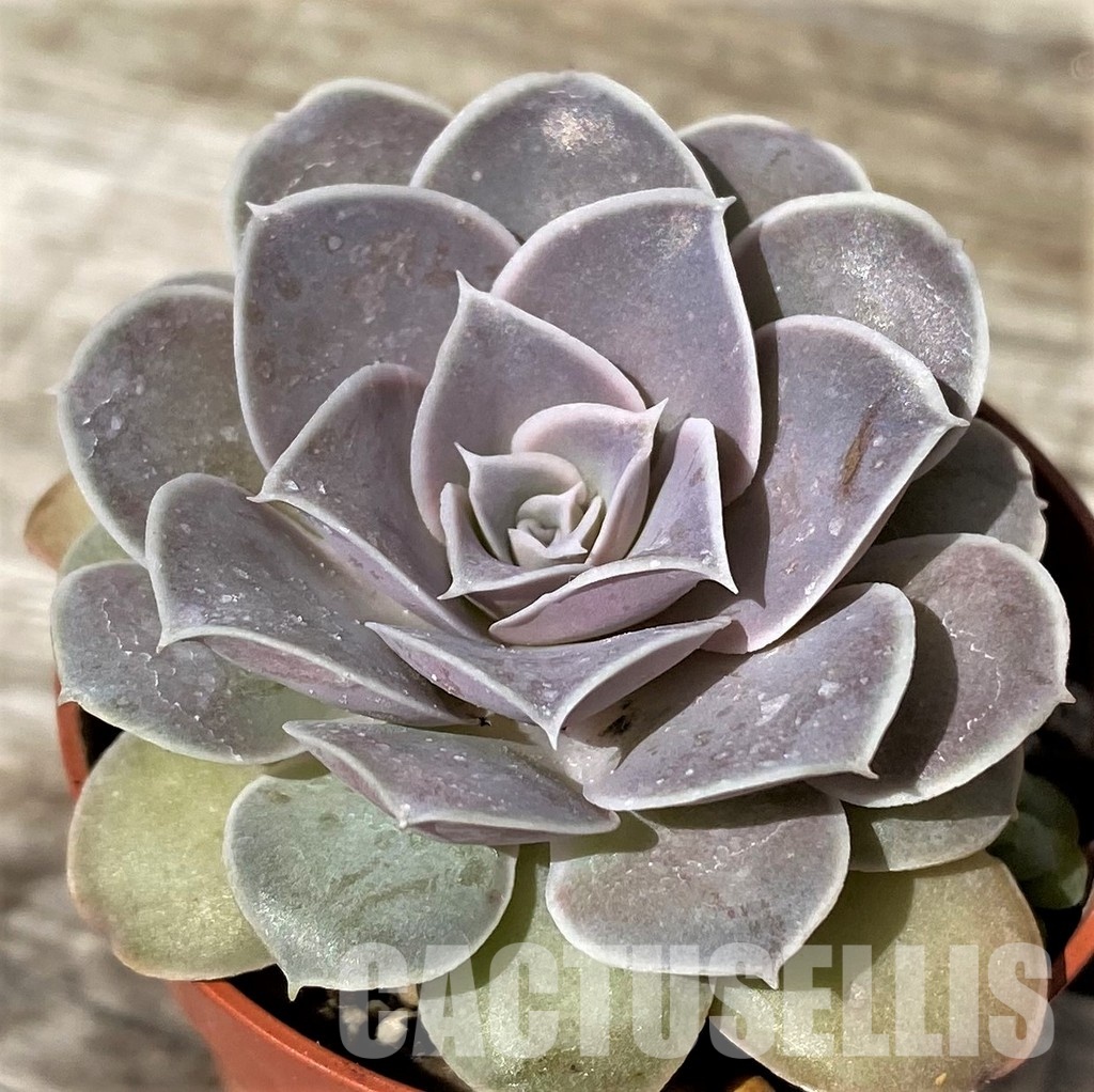 SH30461 Echeveria diffractens - Image 2