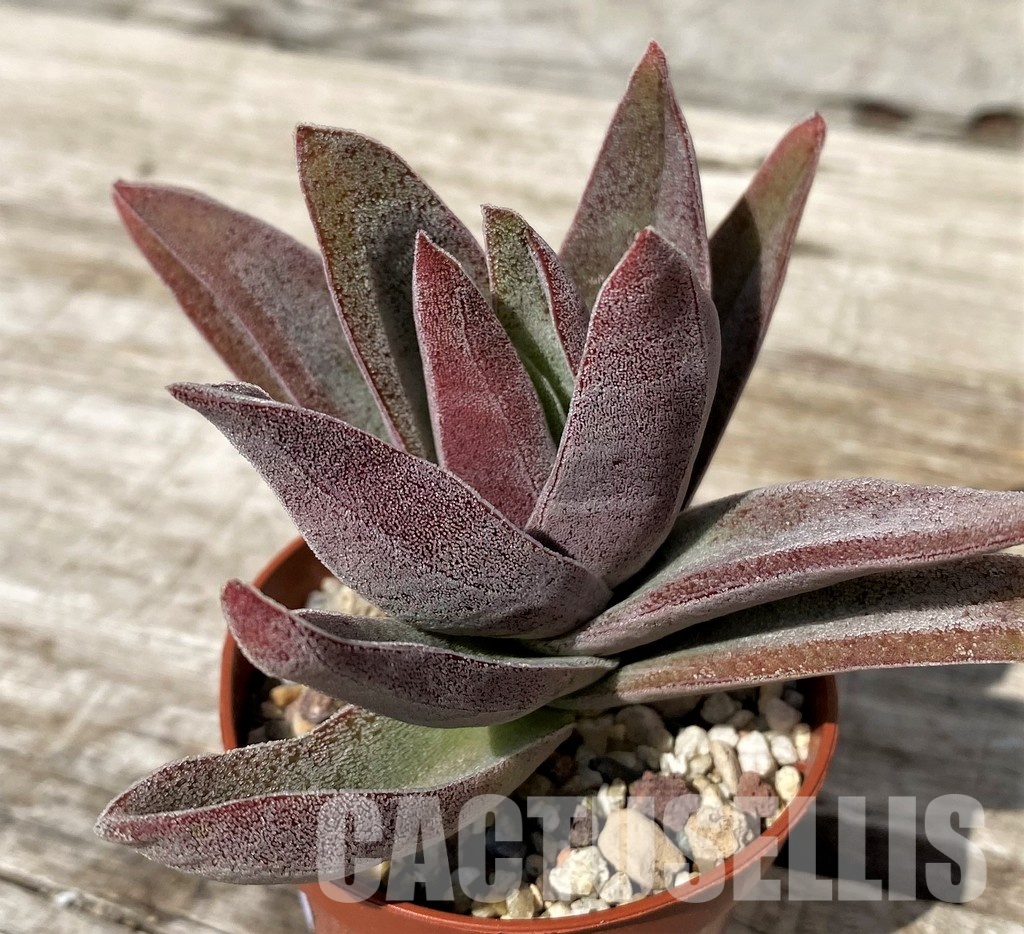 SH30464 Crassula ‘Garnet Lotus’