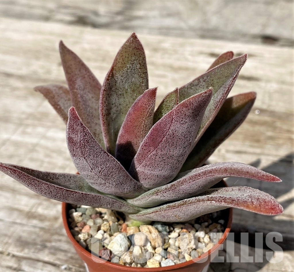 SH30464 Crassula ‘Garnet Lotus’ - Image 2