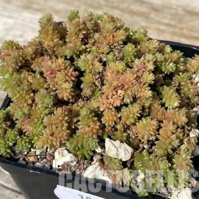 SH30465 Sedum compactum