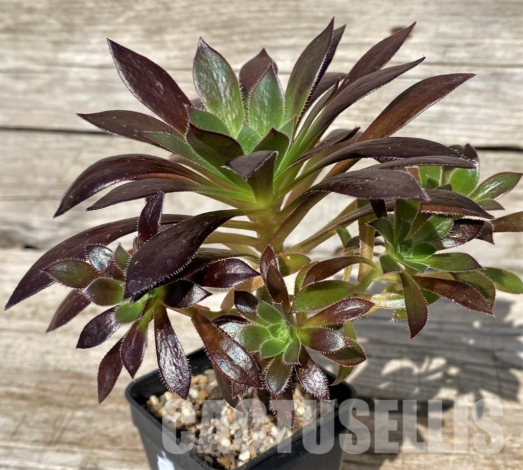 SH30415 Aeonium simsii x 'Zwartkop' - Image 2