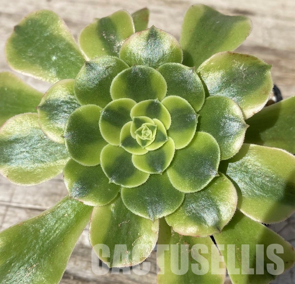 SH30469 Aeonium ‘Golden Jade’