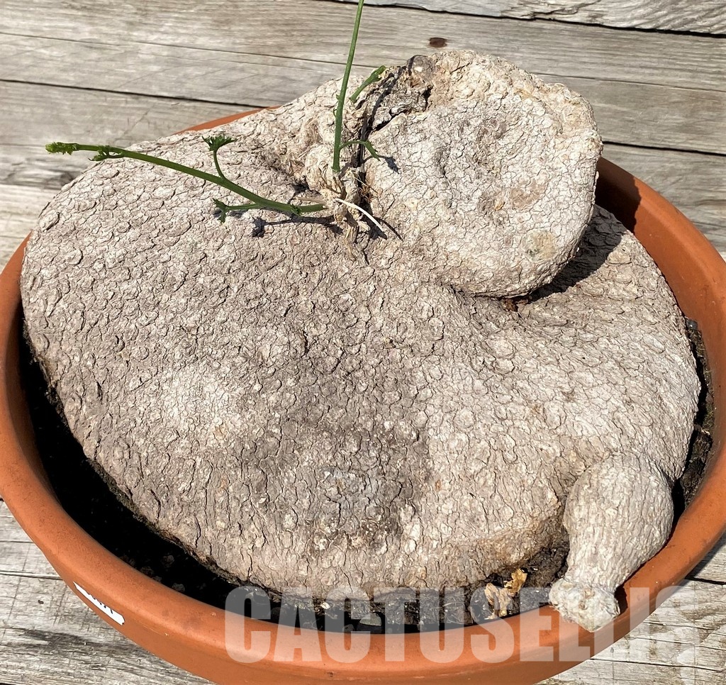 SH30471 Ibervillea lindheimeri