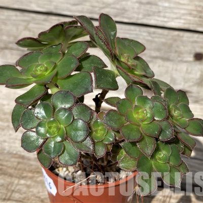 SH30416 Aeonium sp.