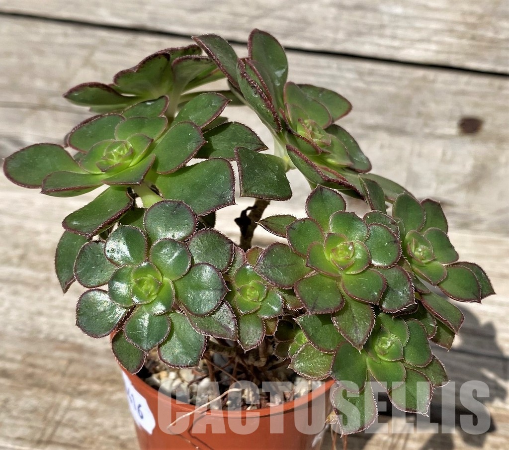 SH30416 Aeonium sp.