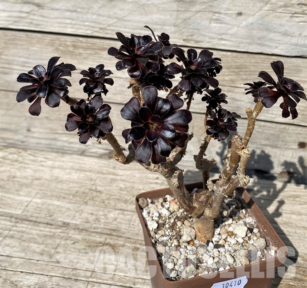 SH30410 Aeonium 'Schwarzkopf'