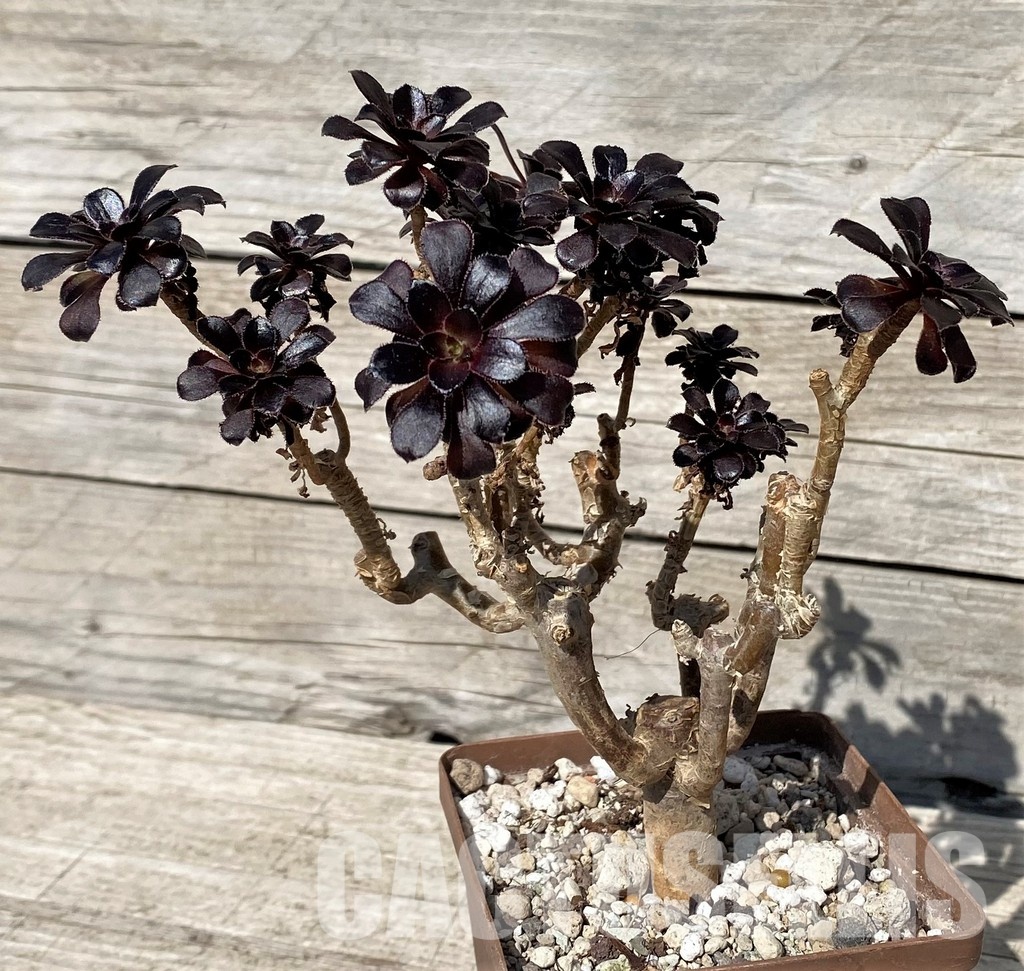 SH30410 Aeonium 'Schwarzkopf' - Image 2