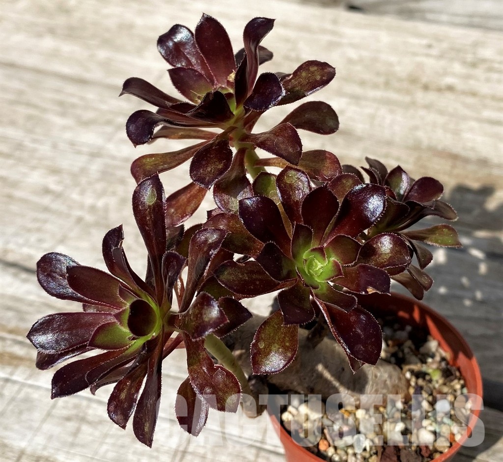 SH30420 Aeonium sp. - Image 2