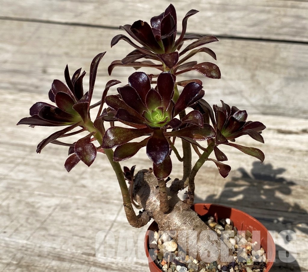SH30420 Aeonium sp.