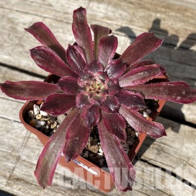 SH30421 Aeonium ‘Mardi Gras’