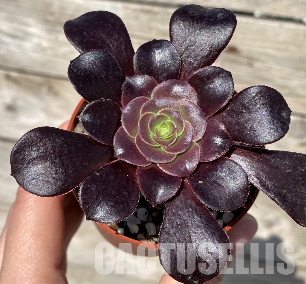 SH30422 Aeonium 'Velour'