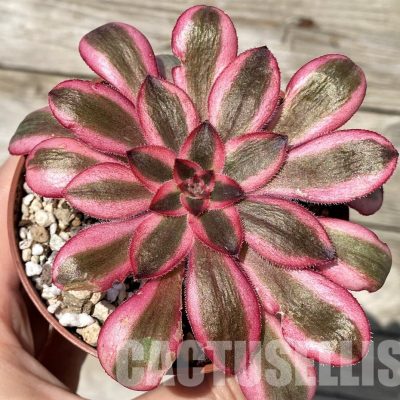 SH30427 Aeonium ‘Medusa’