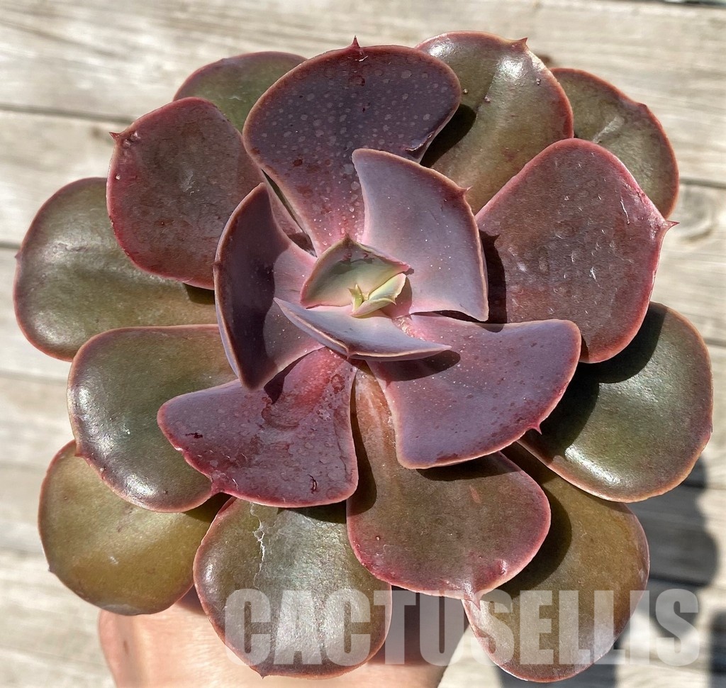 SH30430 Echeveria 'Fireball'