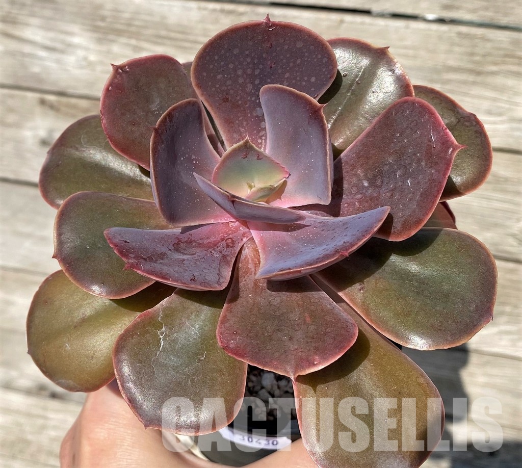 SH30430 Echeveria 'Fireball' - Image 2
