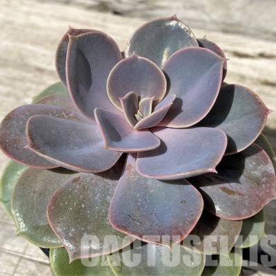 SH30431 Echeveria 'Perle Von Nurnberg'