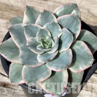 SH30433 Echeveria ‘Atlantis’ f. variegata