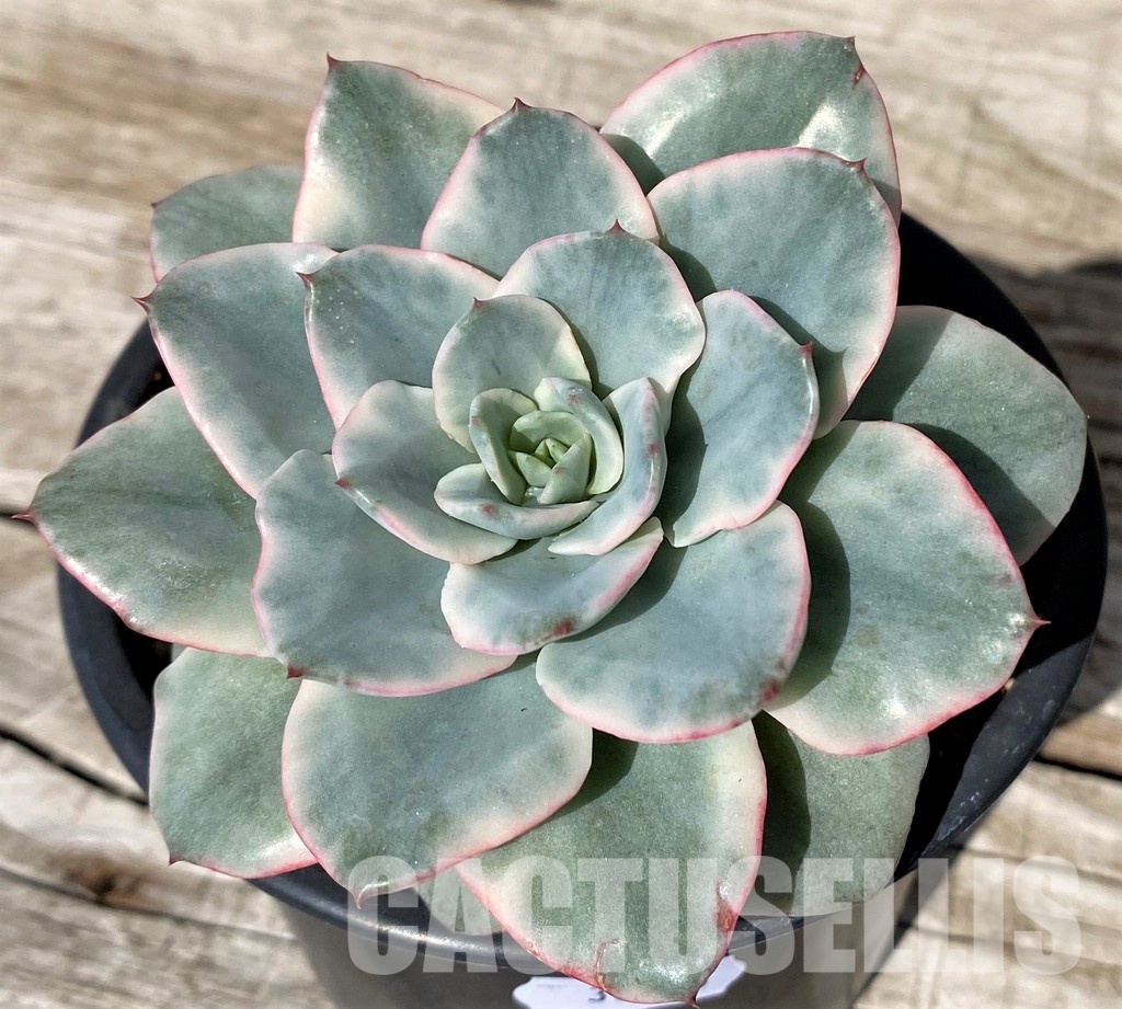 SH30433 Echeveria ‘Atlantis’ f. variegata