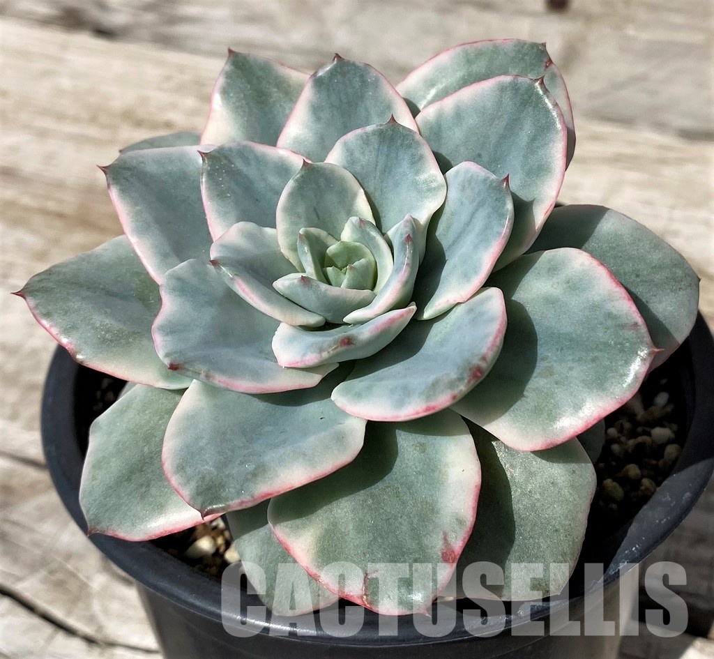 SH30433 Echeveria ‘Atlantis’ f. variegata - Image 2