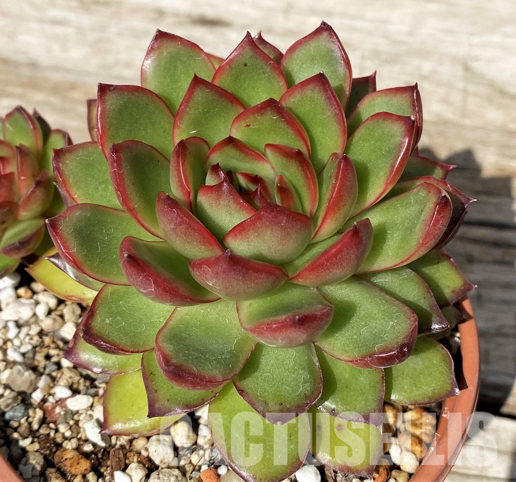 SH30434 Echeveria ‘Polaroid Anna’ - Image 2