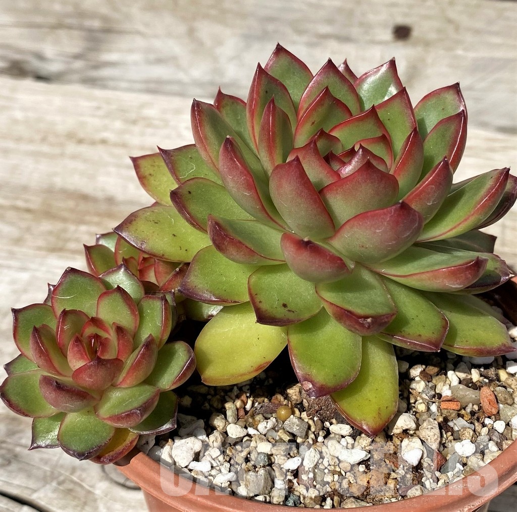 SH30434 Echeveria ‘Polaroid Anna’