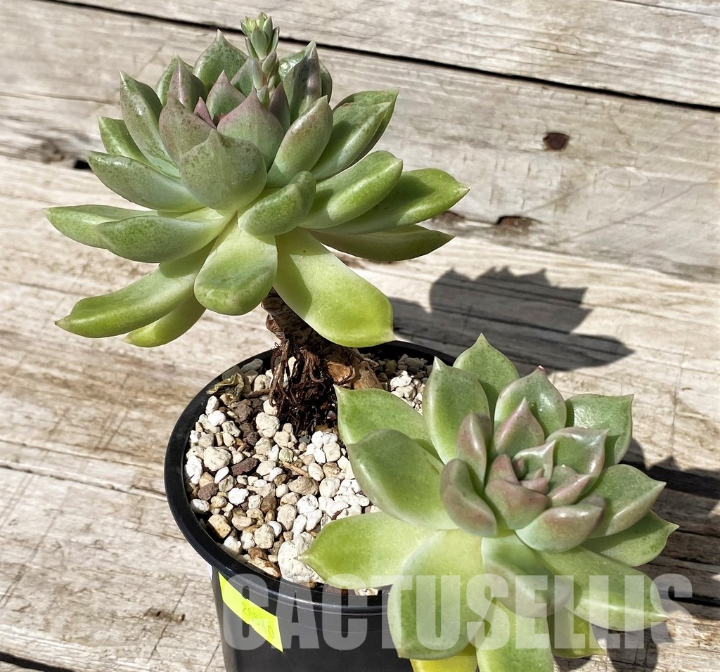 SH30435 Graptoveria 'Melody' - Image 2