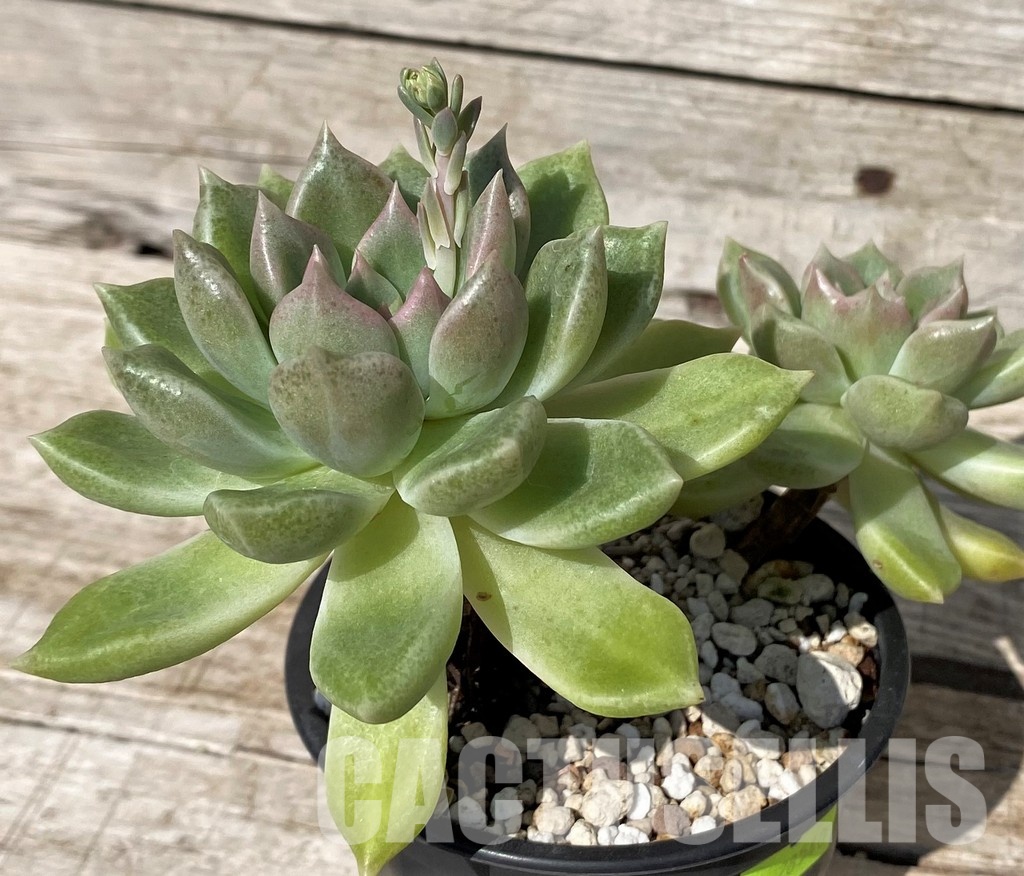 SH30435 Graptoveria 'Melody'