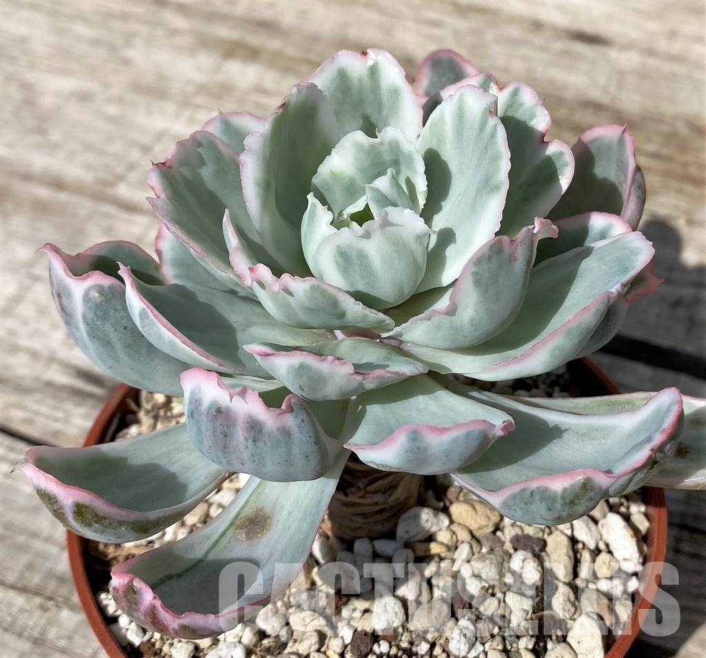 SH30436 Echeveria ‘Berkeley Light’ - Image 2