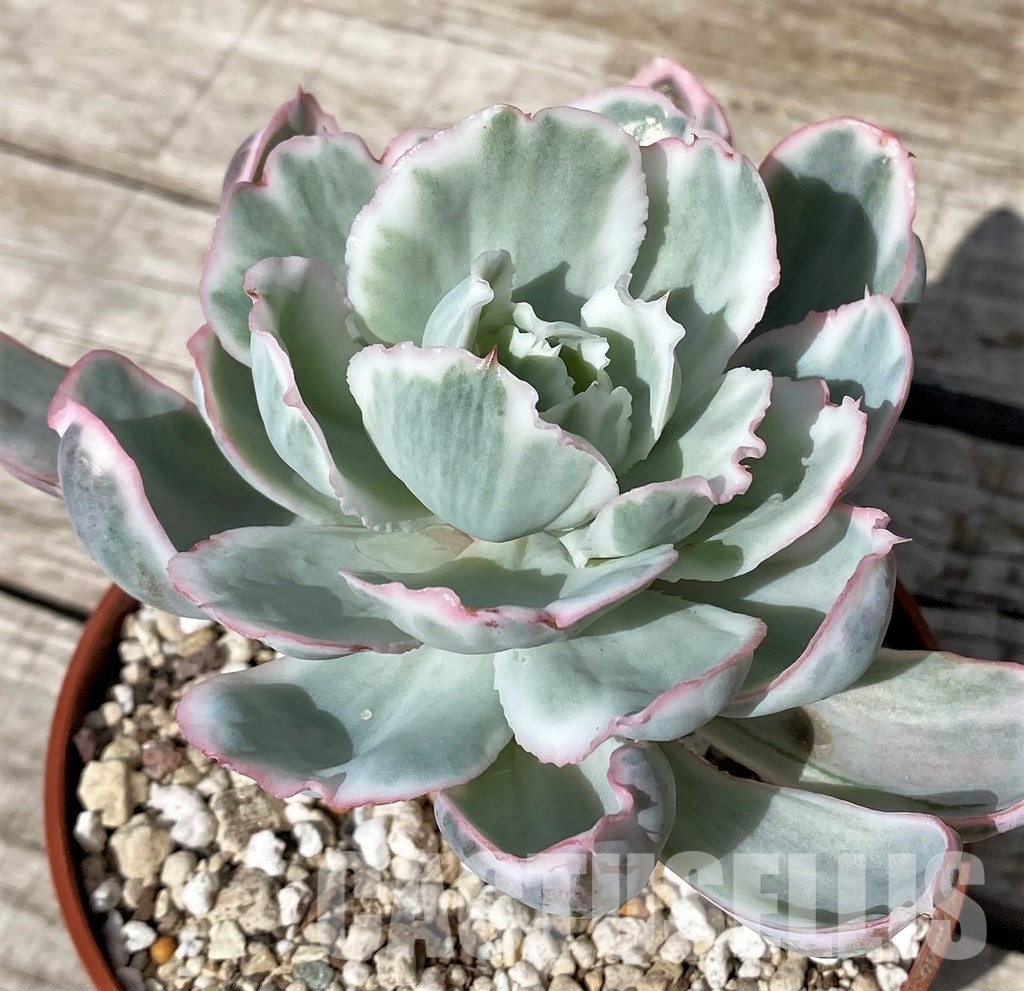 SH30436 Echeveria ‘Berkeley Light’