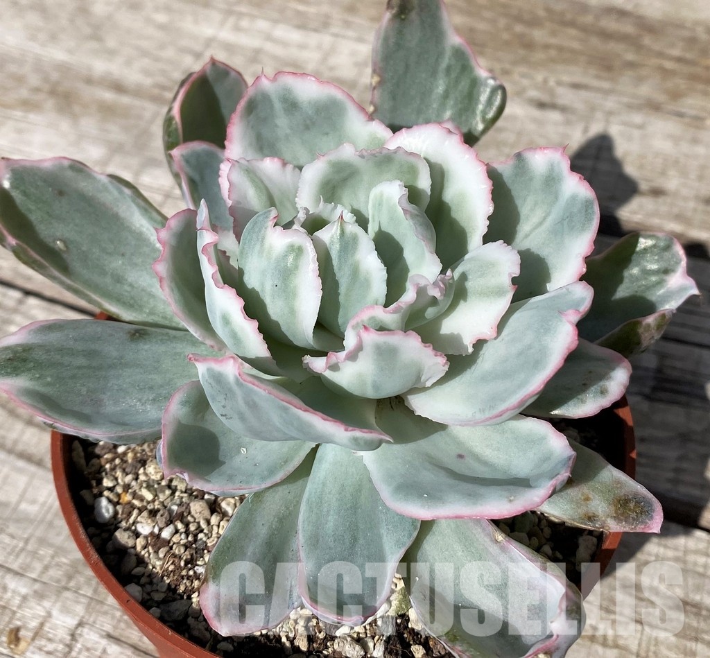 SH30437 Echeveria ‘Berkeley Light’