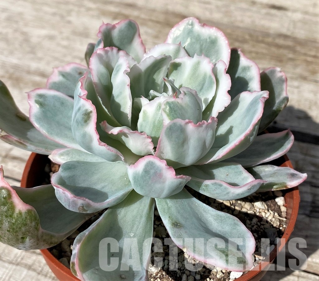 SH30437 Echeveria ‘Berkeley Light’ - Image 2