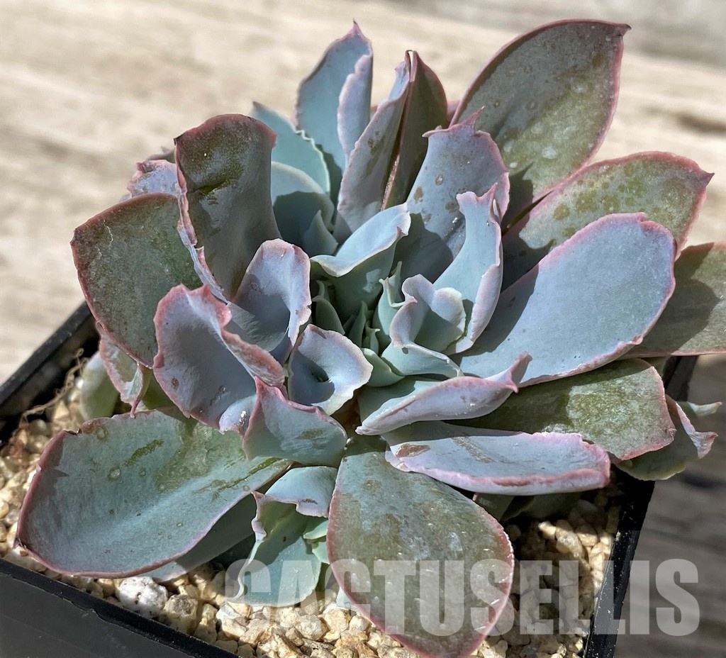 SH30443 Echeveria ‘Trumpet Pinky’ hybrid - Image 2