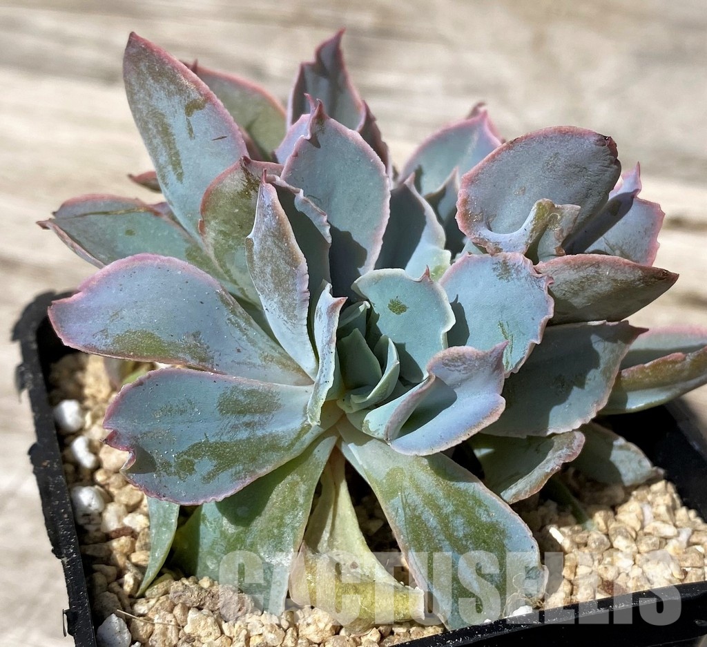 SH30443 Echeveria ‘Trumpet Pinky’ hybrid - Image 3