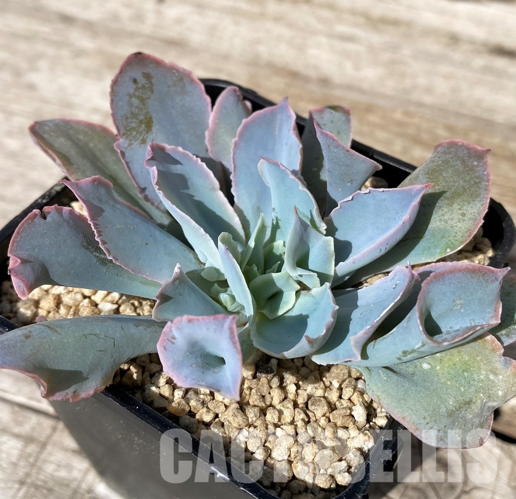 SH30444 Echeveria ‘Trumpet Pinky’ hybrid - Image 2