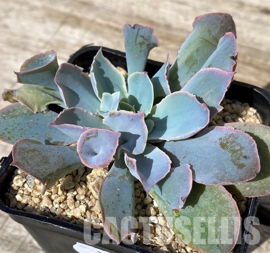 SH30444 Echeveria ‘Trumpet Pinky’ hybrid