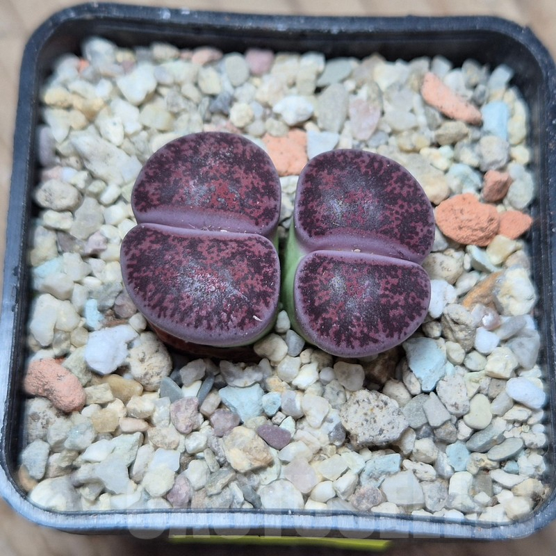 VVG4249 Lithops lesliei 'Red' -Selected form- seedling - Image 2