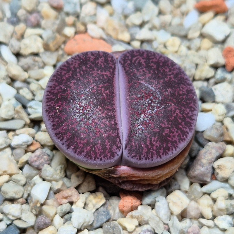 VVG4250 Lithops lesliei 'Red' -Selected form- seedling