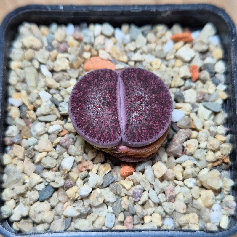VVG4250 Lithops lesliei 'Red' -Selected form- seedling - Image 2
