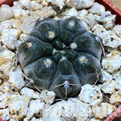 YAR31969 Gymnocalycium chubutense WP92-154/241
