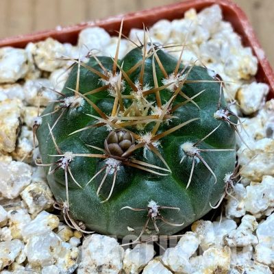 YAR31972 Gymnocalycium gaponii ssp. geyeri VG506