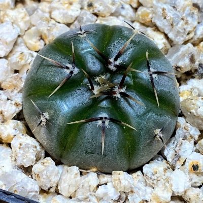 YAR31974 Gymnocalycium esperanzae VG1306