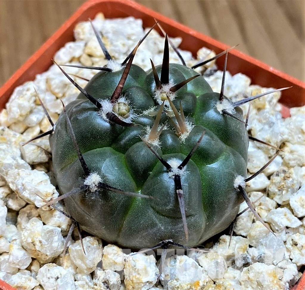 YAR31975 Gymnocalycium striglianum GN1135