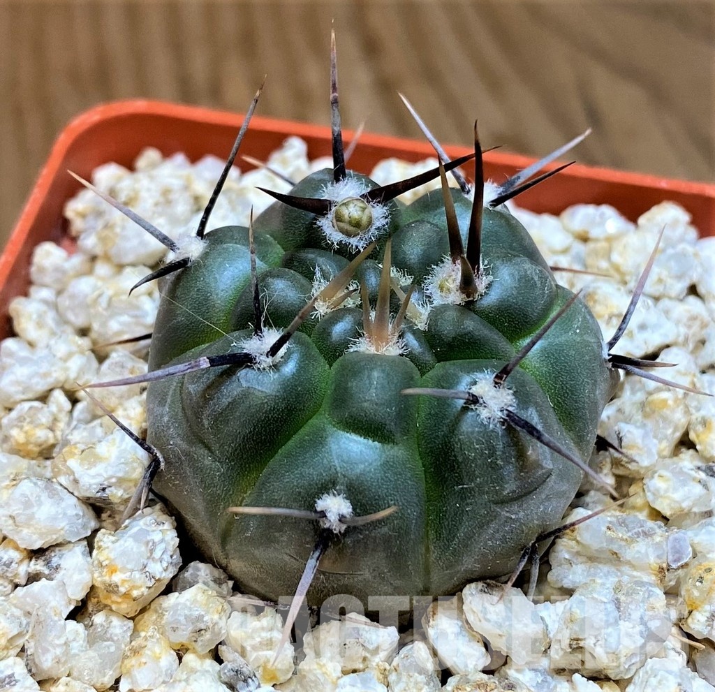 YAR31975 Gymnocalycium striglianum GN1135 - Image 2
