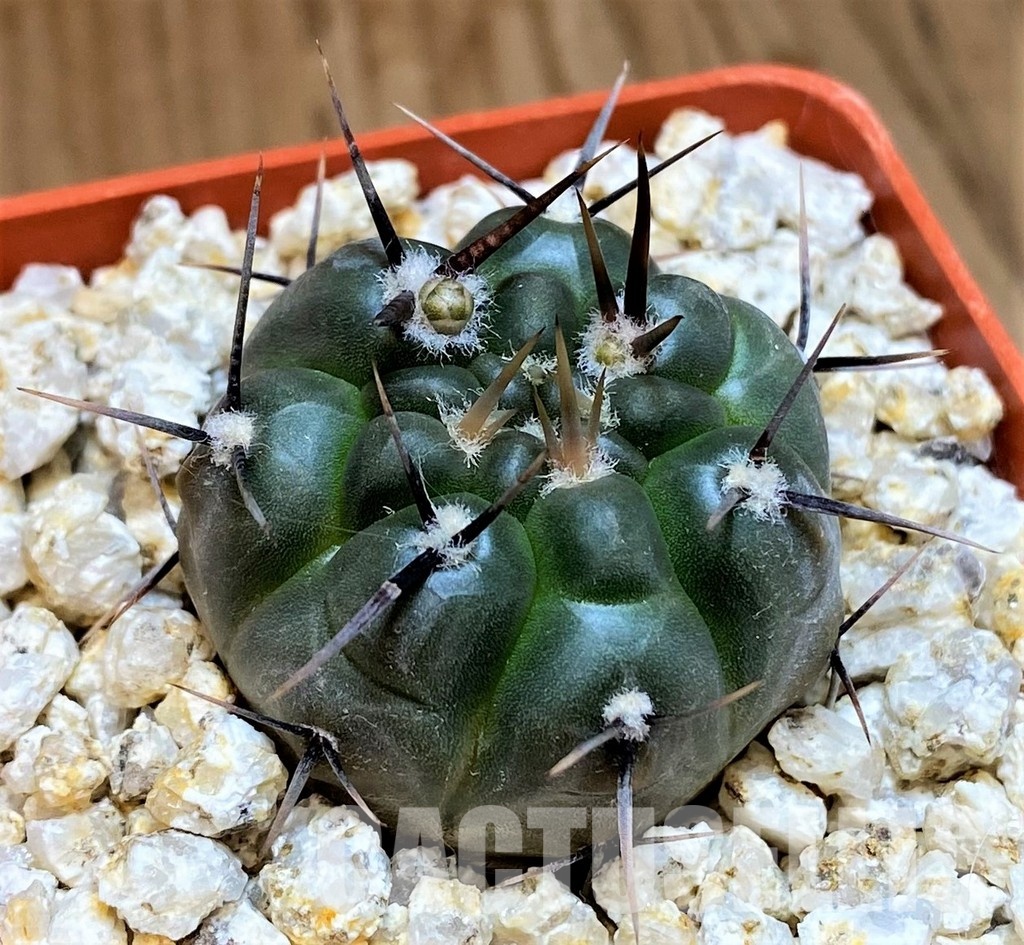 YAR31975 Gymnocalycium striglianum GN1135 - Image 3