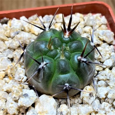 YAR31976 Gymnocalycium striglianum GN1135