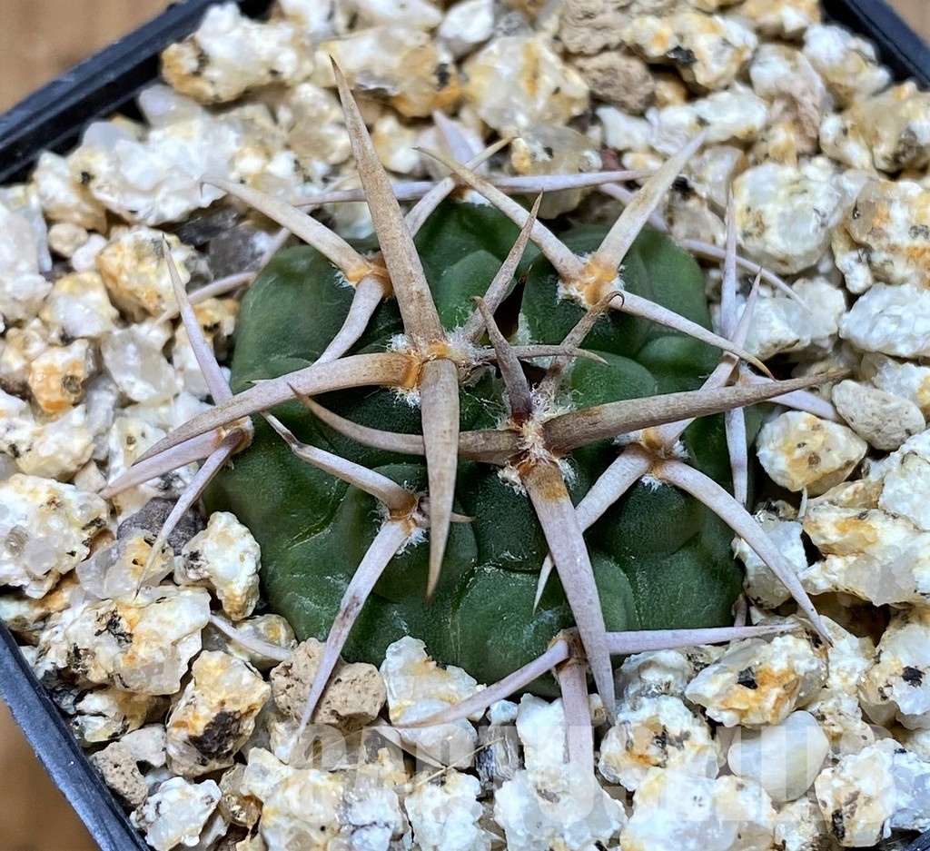 YAR31981 Gymnocalycium ferocior VG512