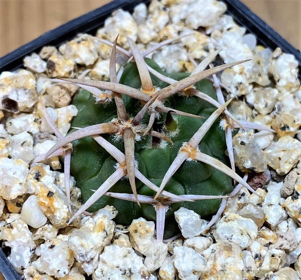 YAR31981 Gymnocalycium ferocior VG512 - Image 2