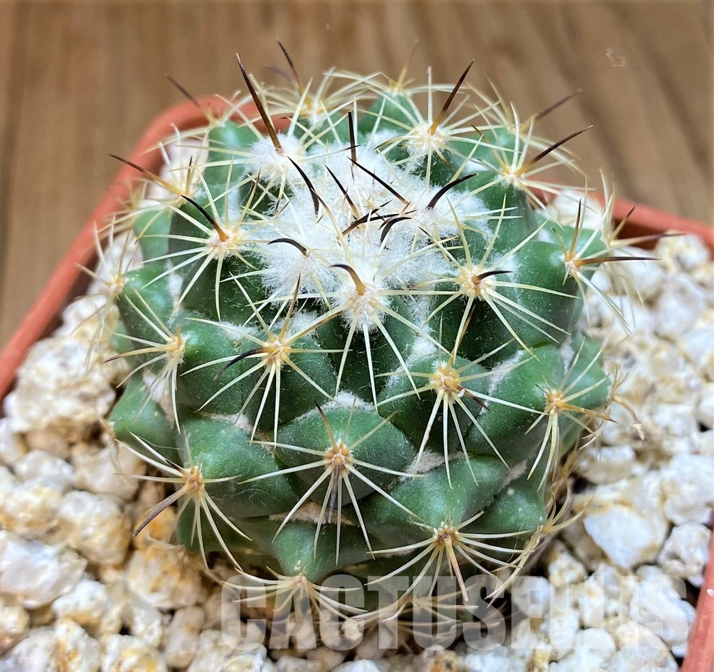 YAR31984 Coryphantha durangensis